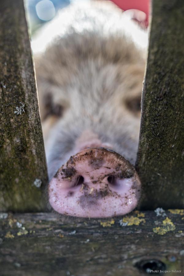 Uelis-Stöckli-Gästezimmer auf belebtem Bauernhof mit Hotpot und Alpakatrekking Meikirch Exterior foto