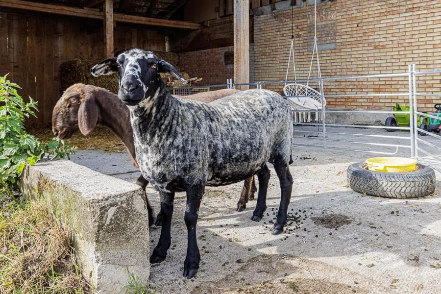 Uelis-Stöckli-Gästezimmer auf belebtem Bauernhof mit Hotpot und Alpakatrekking Meikirch Exterior foto