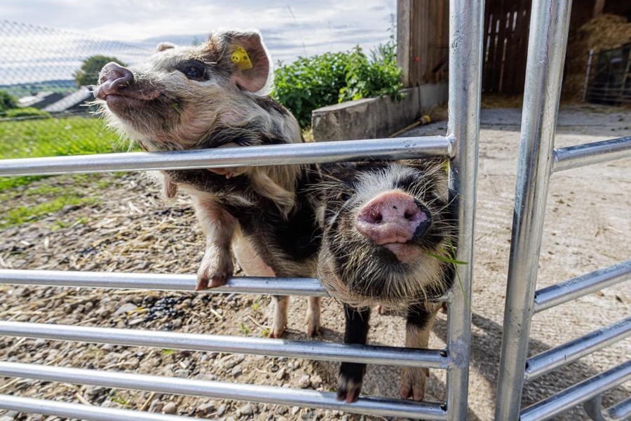Uelis-Stöckli-Gästezimmer auf belebtem Bauernhof mit Hotpot und Alpakatrekking Meikirch Exterior foto